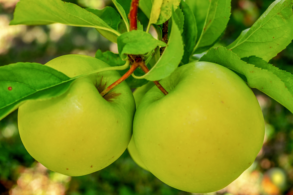 Green Apple Fruits