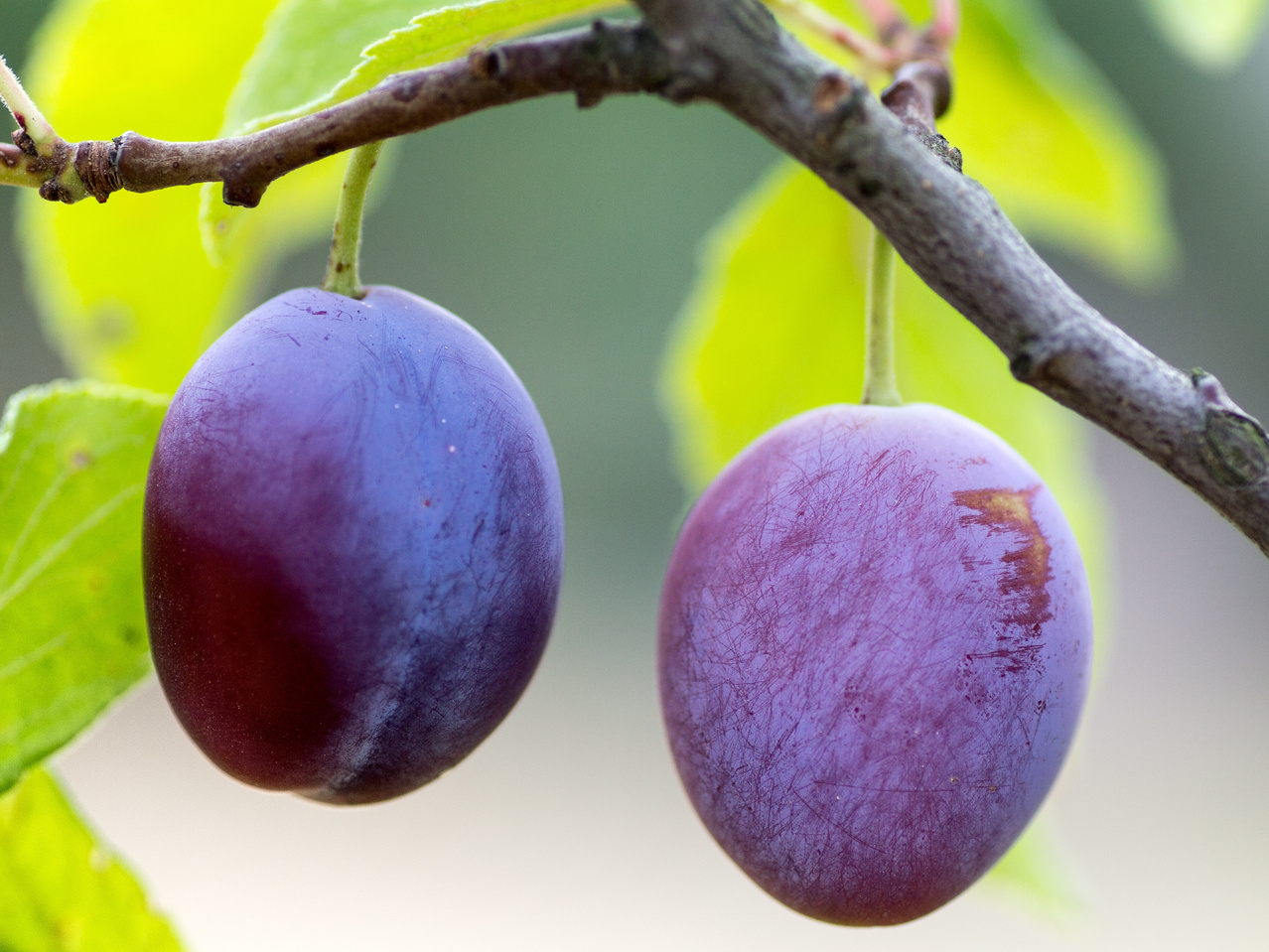 Plum Fruits on a Tree